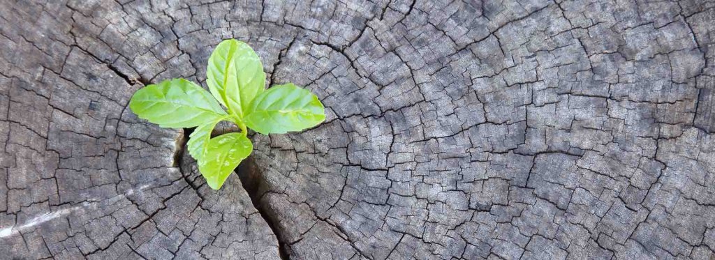 Read more about the article מי שמעז – סיכויים וסיכונים