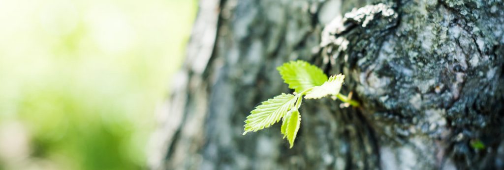 Read more about the article שיפוצים, קריירה ושנה חדשה